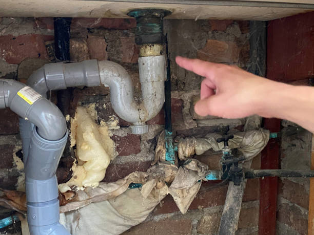 Best Mold removal after water damage  in , CO